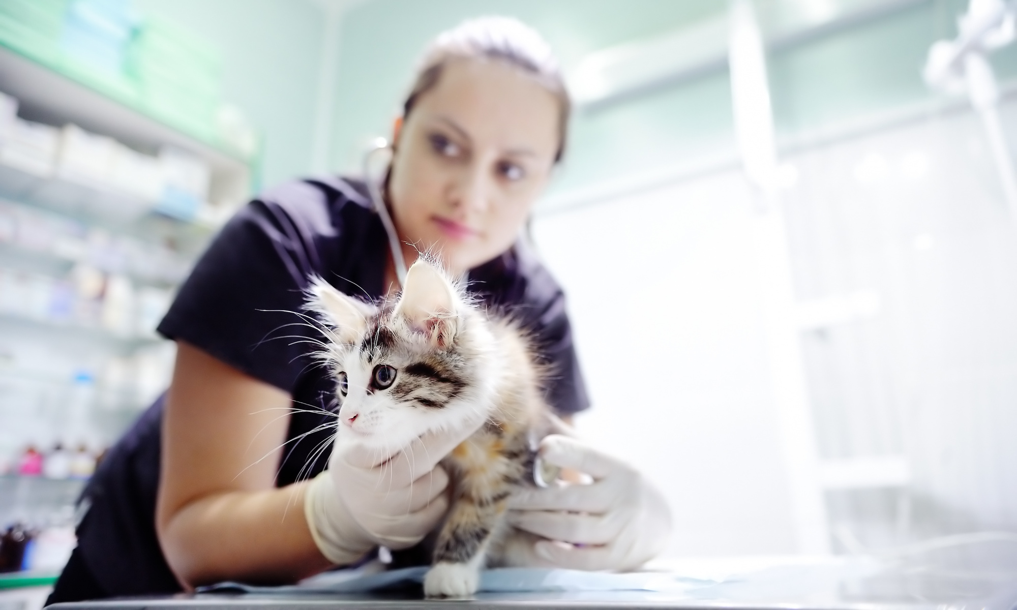 Financial Accountability of the Rainia Animal Fund, a 501(c)(3) , Providing Low Cost and Free Veterinary Care to Seattle's Families and Pets in Need