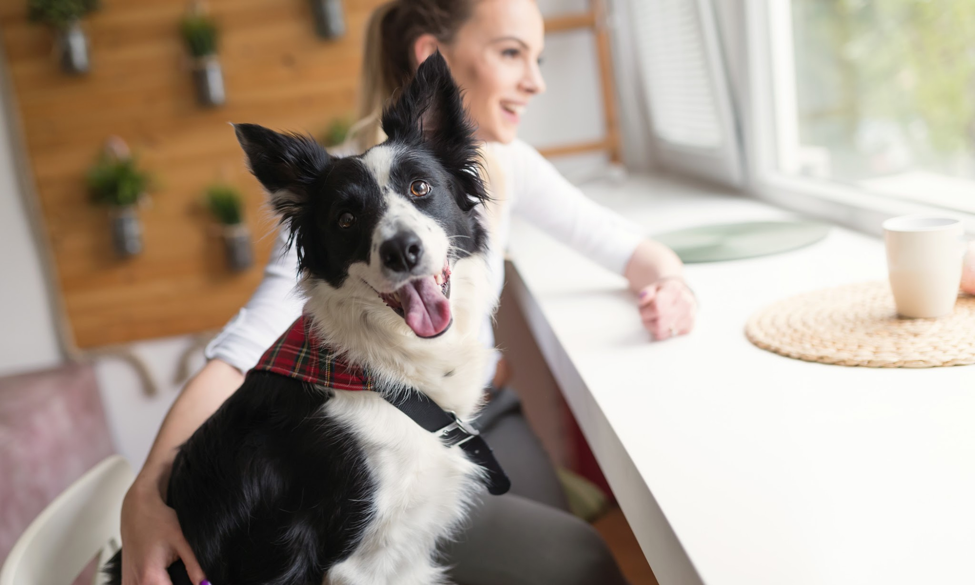 Friends of the Rainier Animal Fund, Providing Low Cost and Free Veterinary Care to Seattle's Families and Pets in Need