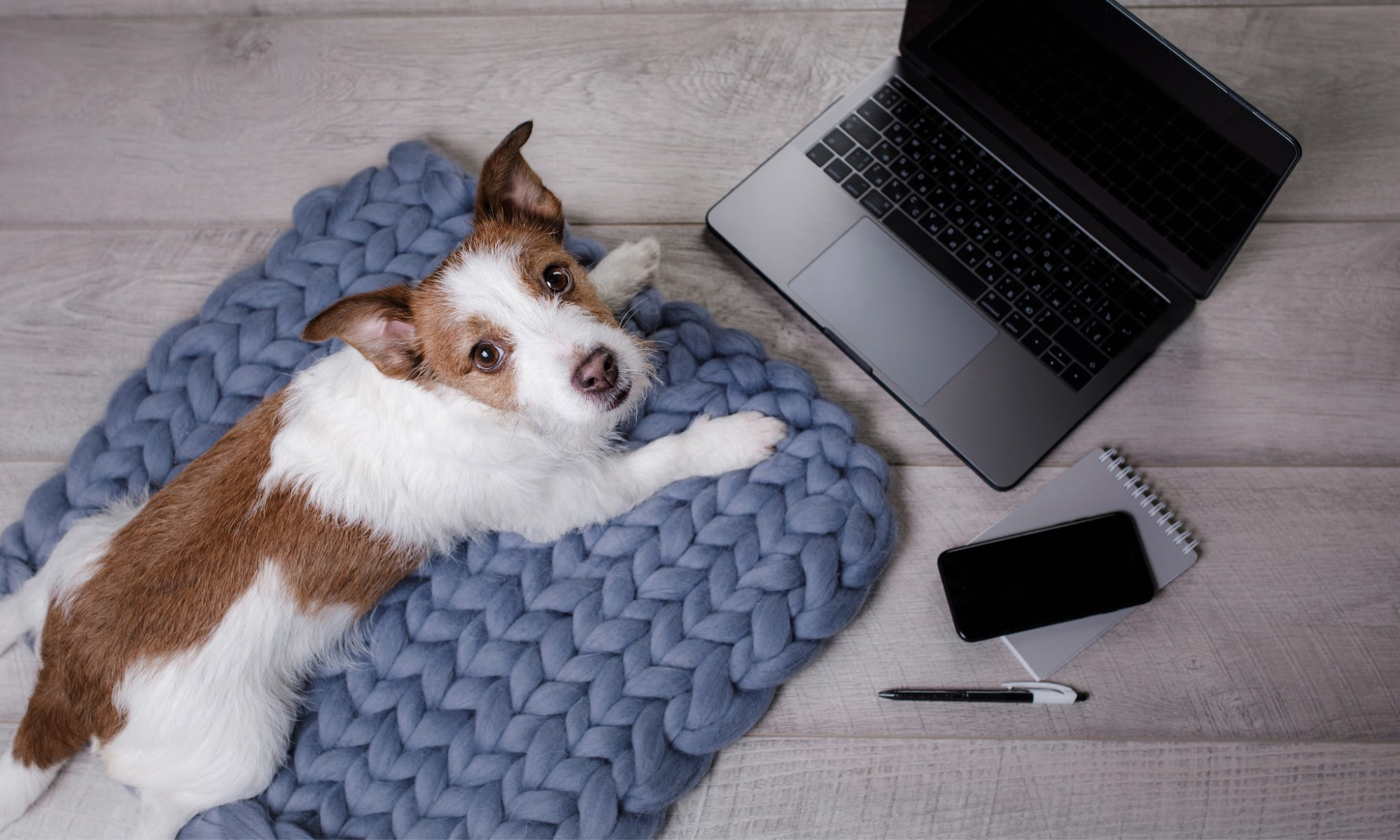 Rainier Animal Fund in the Media