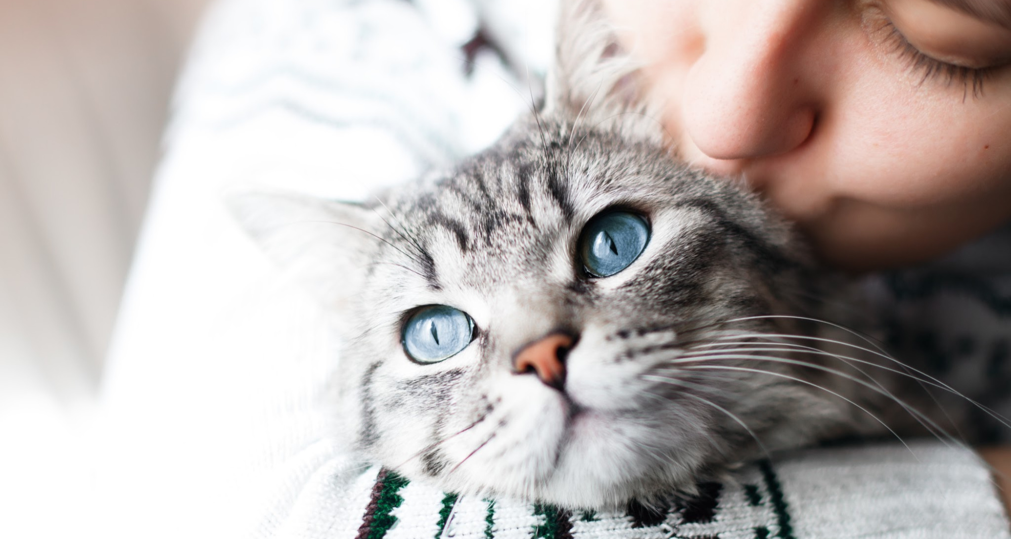 Medical Grants for the Rainier Animal Fund