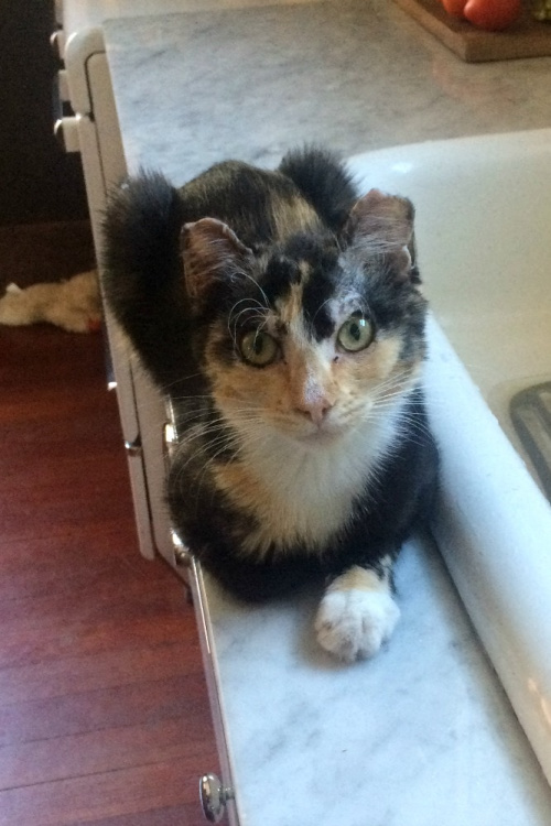 Millie Today, Part of the Rainier Animal Fund History