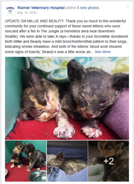 History of the Rainier Animal Fund