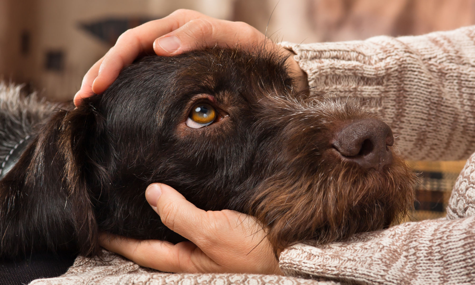 About the Rainier Animal Fund, Providing Low Cost and Free Veterinary Care to Seattle's Families and Pets in Need