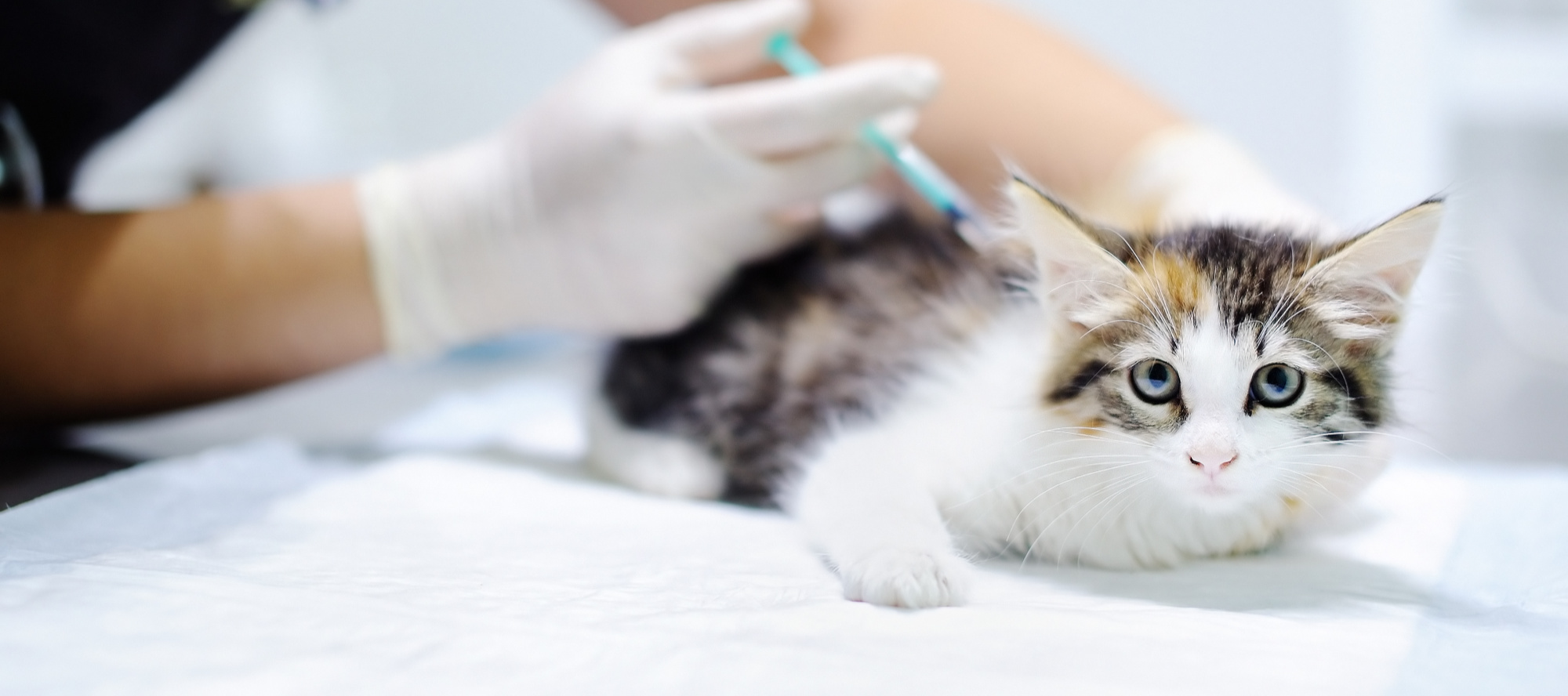 Veterinary Clinics Offered by the Rainier Animal Fund