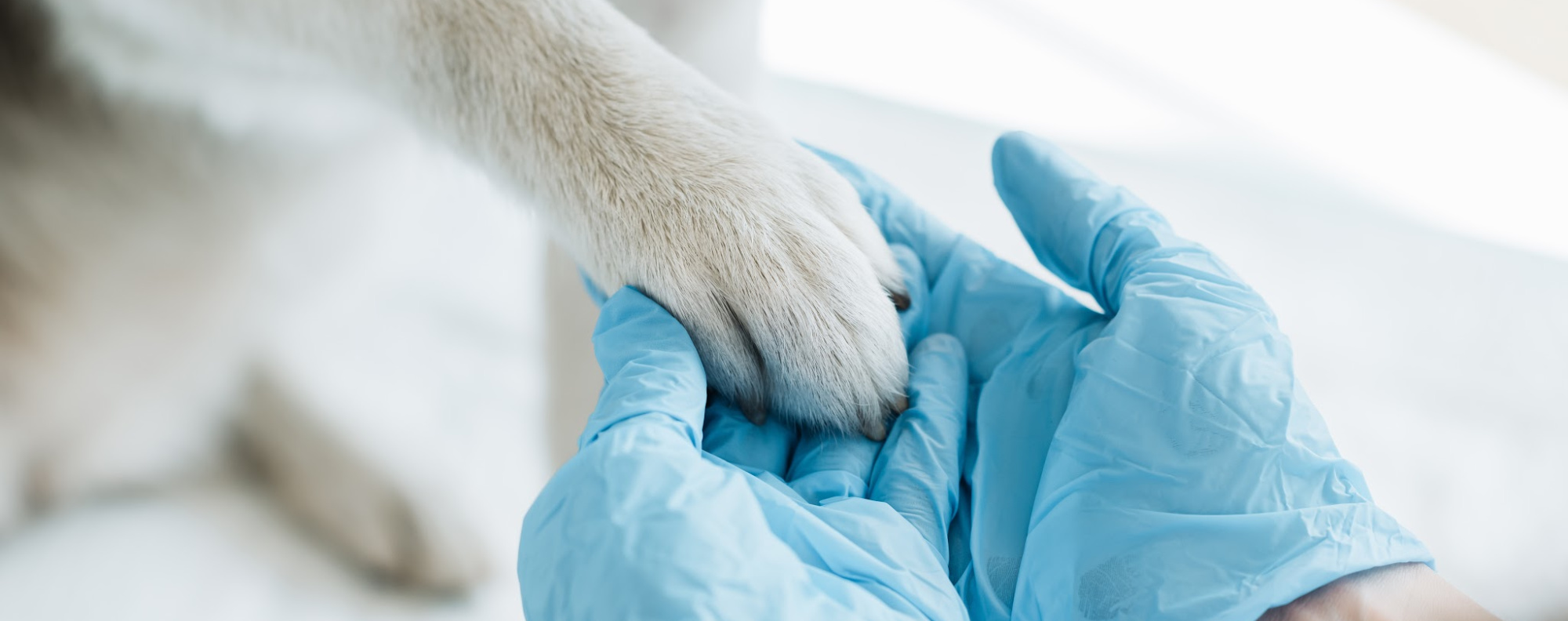 Contact the Rainier Animal Fund, Providing Low Cost and Free Veterinary Care to Seattle's Families and Pets in Need