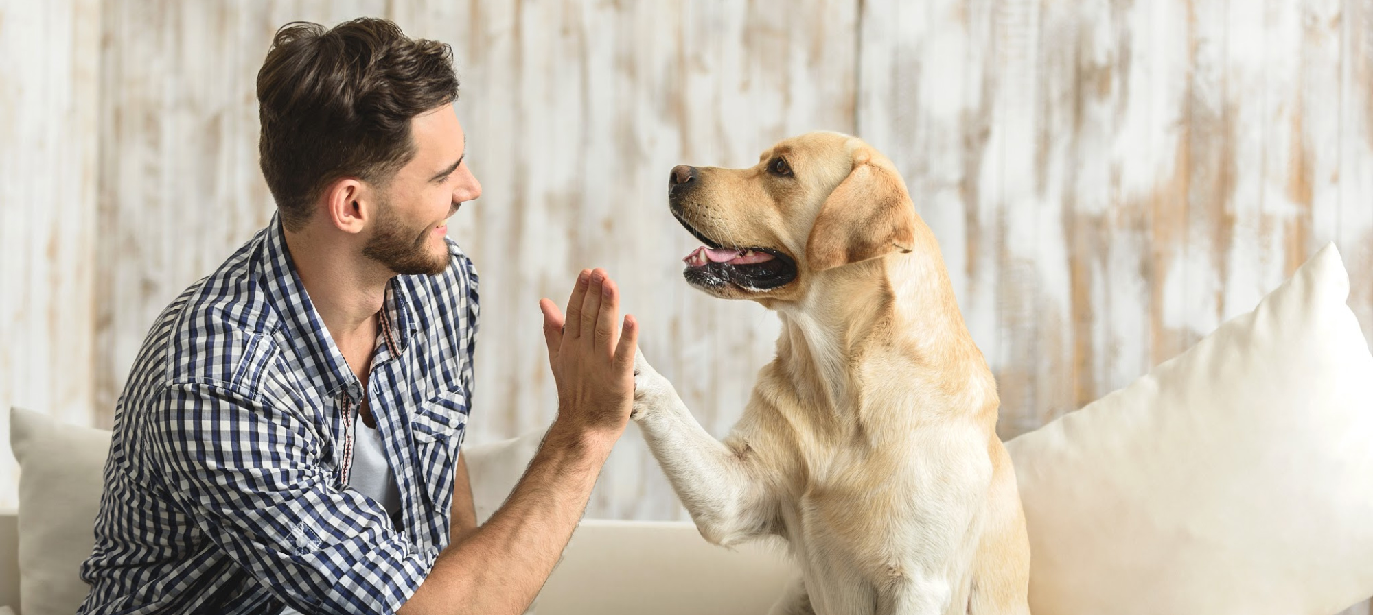 Get Involved with the Rainier Animal Fund, Working to Ensure Veterinary Care Is Accessible to Western Washington Pets