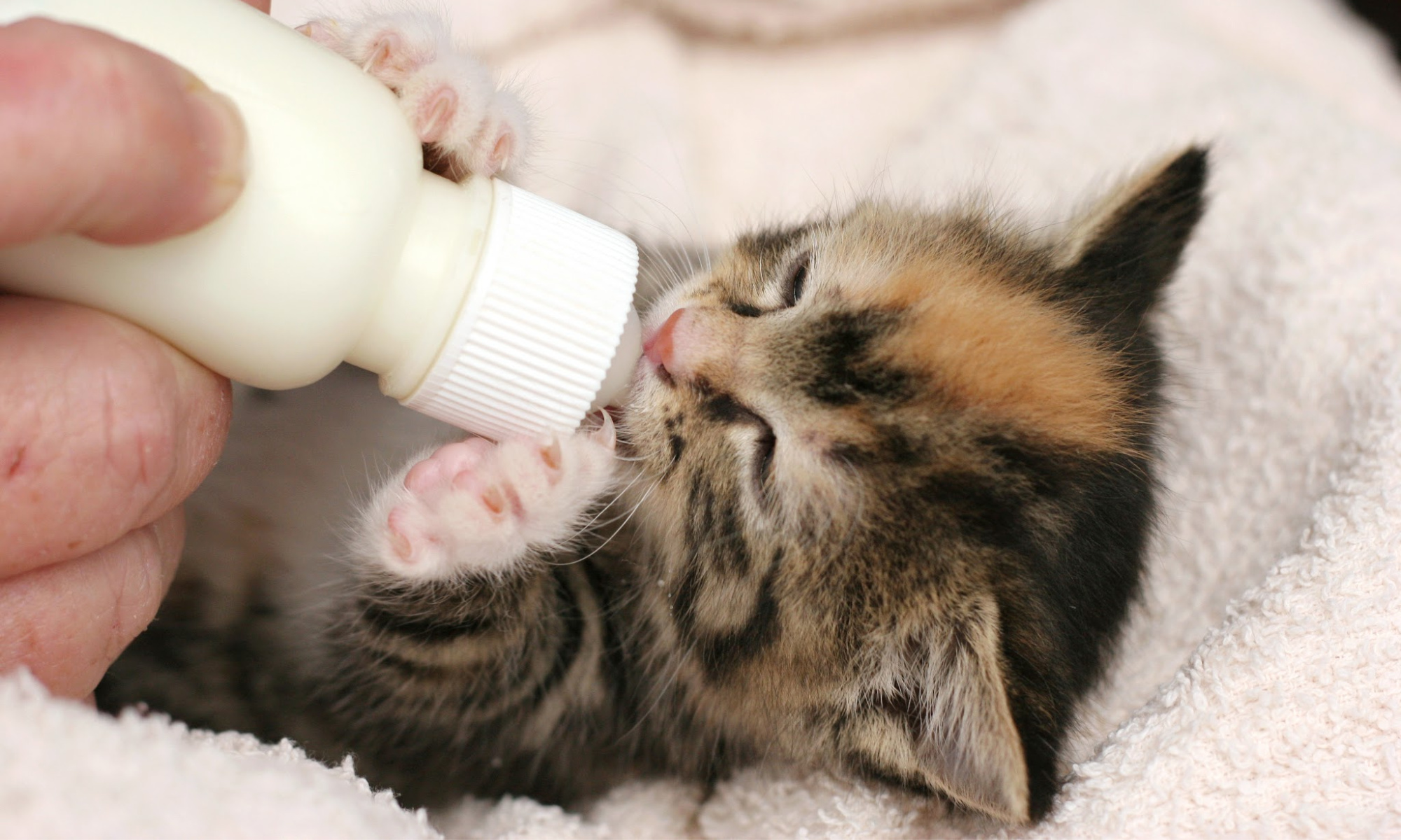 Rainier Animal Fund Events