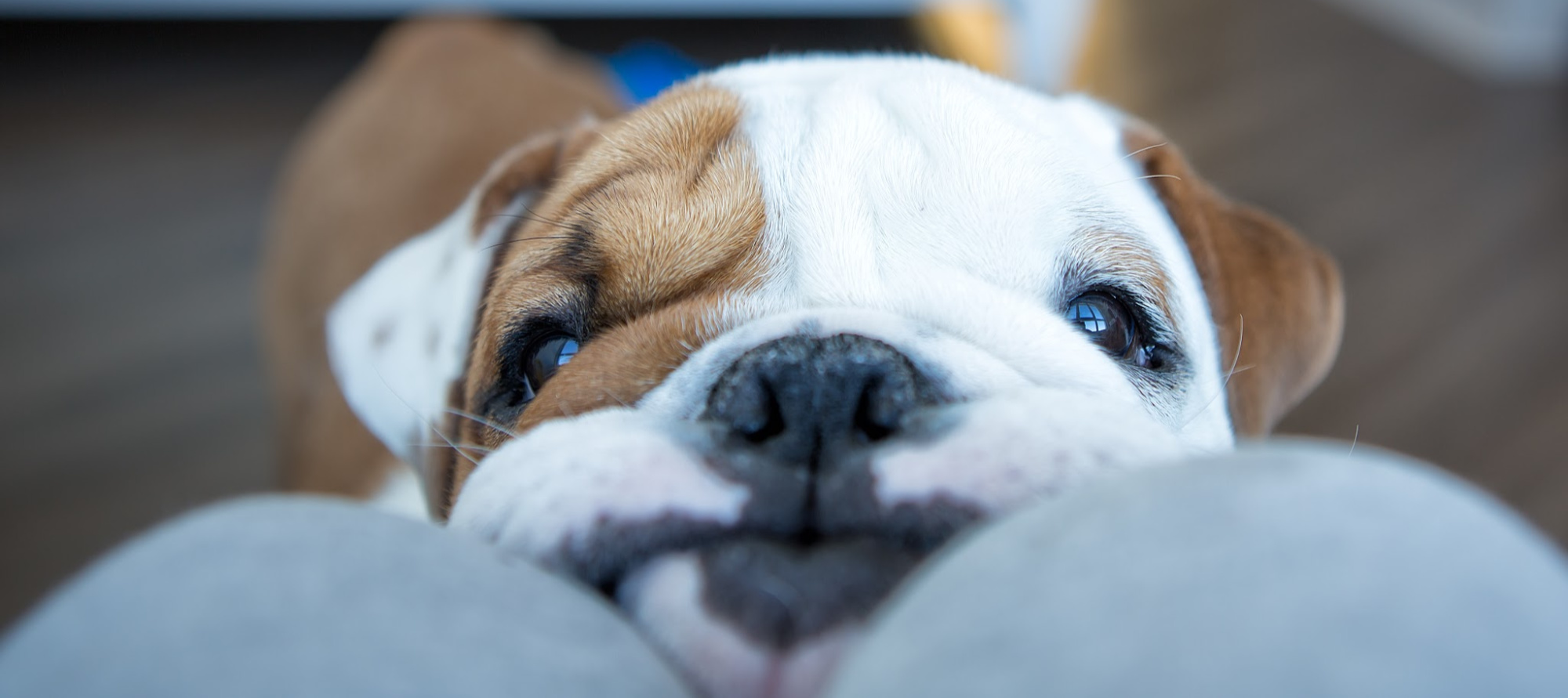 Subscribe to the Rainier Animal Fund Newsletter