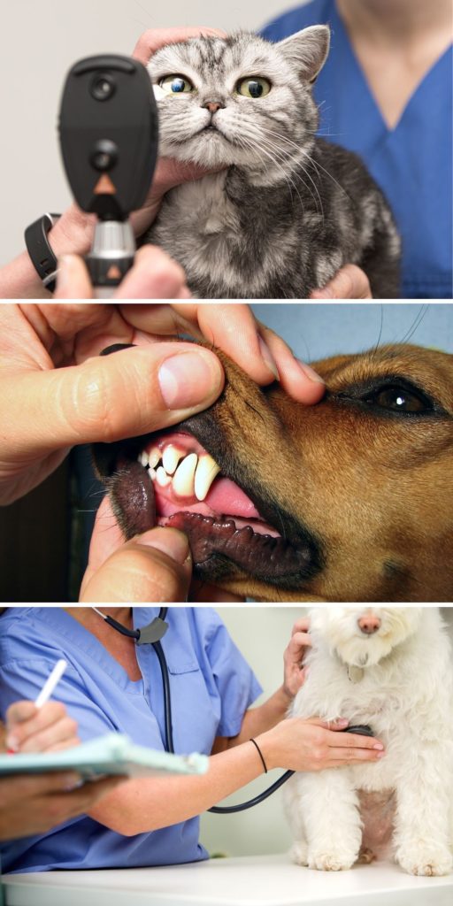 Head to Tail Exams at a Rainier Animal Fund Wellness Clinic