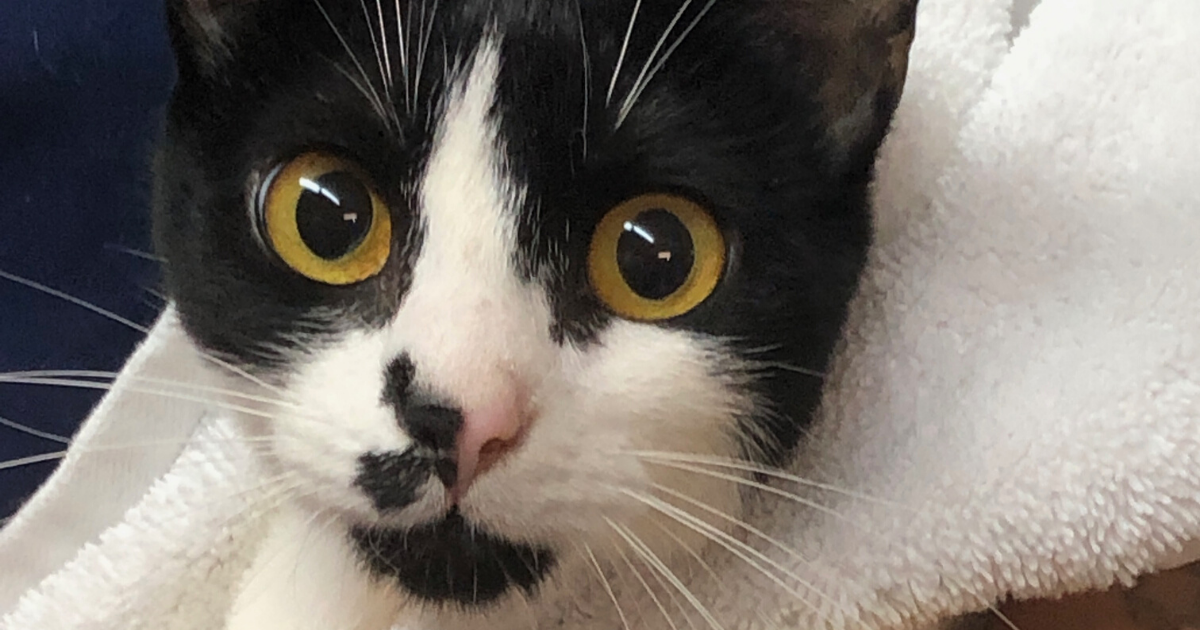 RAF In-Service May Clinic