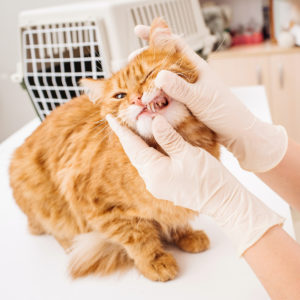 Pet Dental Health