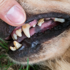 Pet Dental Health