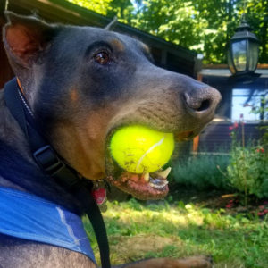 Rainier Animal Fund Success Story Jack November 2020