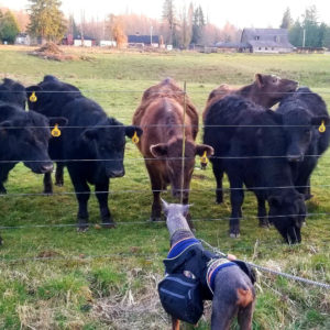 Rainier Animal Fund Success Story Jack November 2020