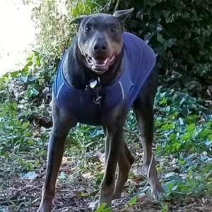 Rainier Animal Fund Success Story Jack November 2020