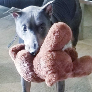 Rainier Animal Fund Success Story Jack November 2020