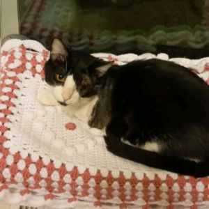 Rainier Animal Fund Success Story Korky May 2021