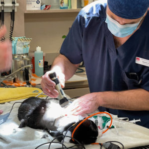 Rainier Animal Fund Success Story Korky May 2021