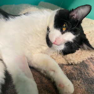 Rainier Animal Fund Success Story Korky May 2021