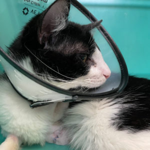 Rainier Animal Fund Success Story Korky May 2021