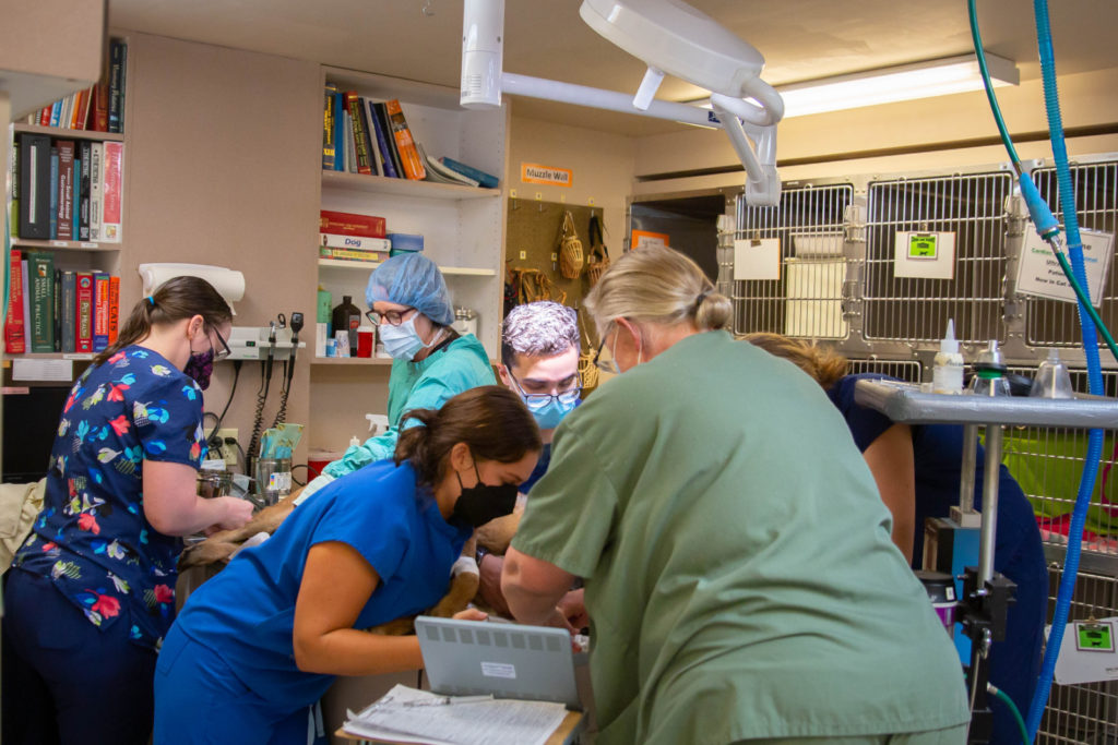 Rainier Animal Fund In-Service Clinic July 24, 2021