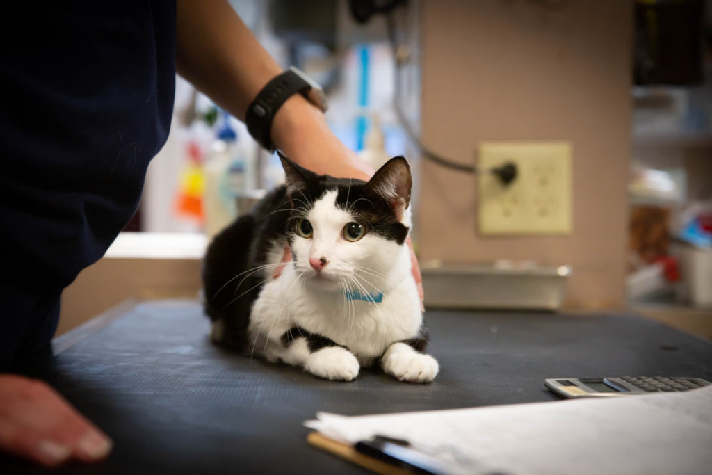 Rainier Animal Fund In-Service Clinic July 24, 2021
