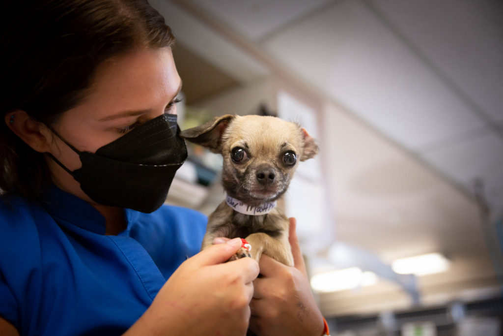 Rainier Animal Fund In-Service Clinic July 24, 2021