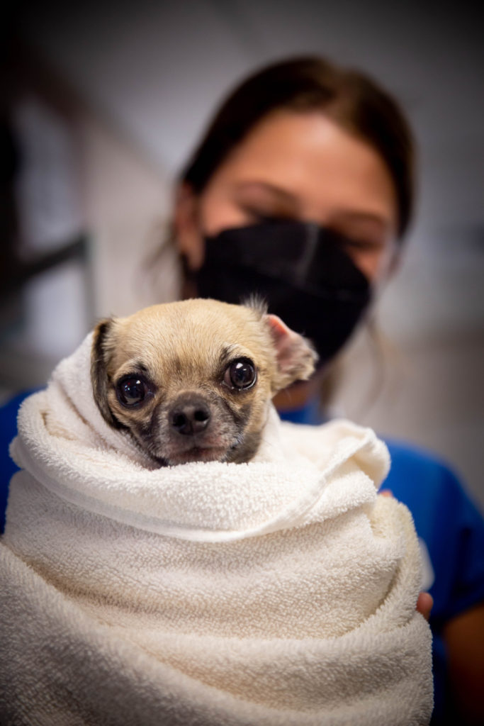 Rainier Animal Fund In-Service Clinic July 24, 2021