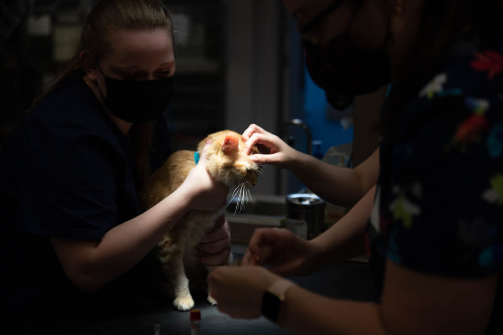 Rainier Animal Fund In-Service Clinic July 24, 2021
