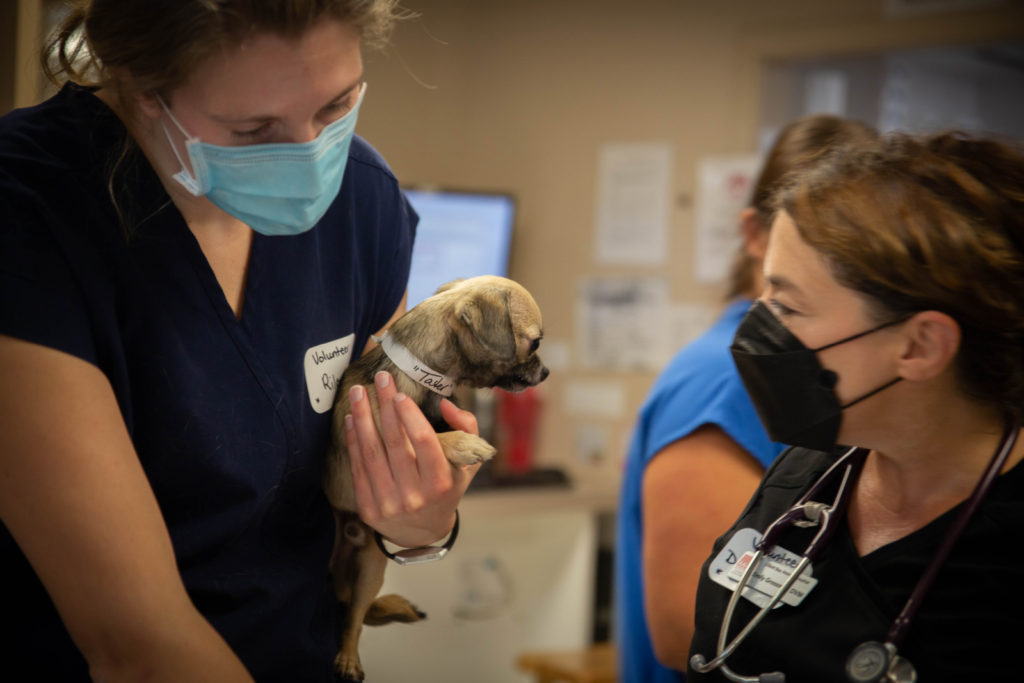 Rainier Animal Fund In-Service Clinic July 24, 2021