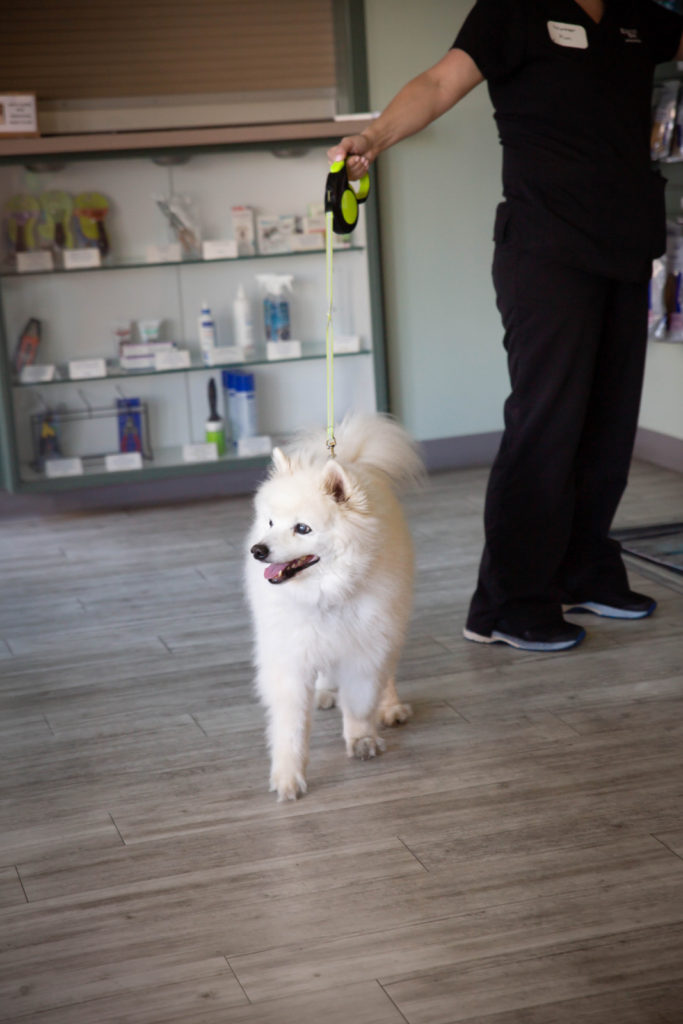 Rainier Animal Fund In-Service Clinic July 24, 2021