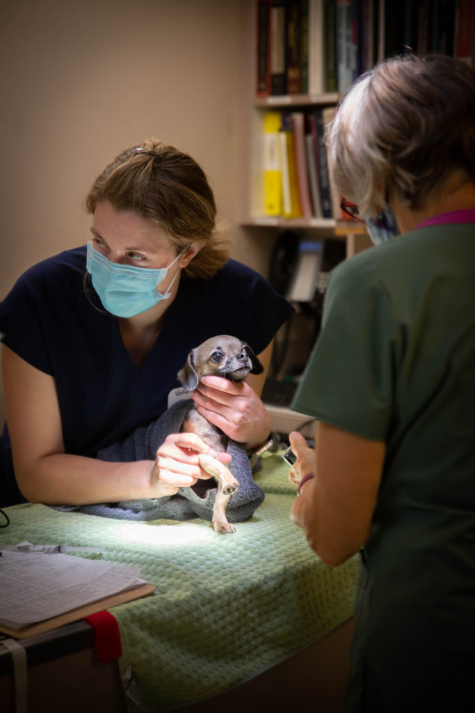 Rainier Animal Fund In-Service Clinic July 24, 2021