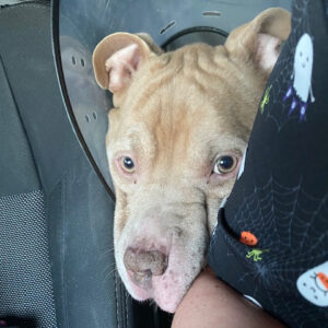 Rainier Animal Fund Success Story Odin 