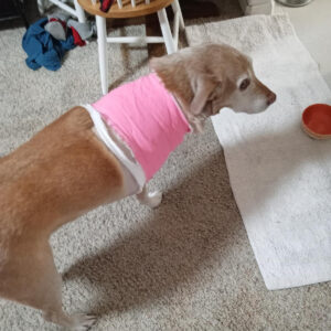 Rainier Animal Fund Success Story Mia 