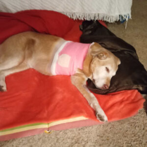 Rainier Animal Fund Success Story Mia 