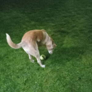 Rainier Animal Fund Success Story Mia 