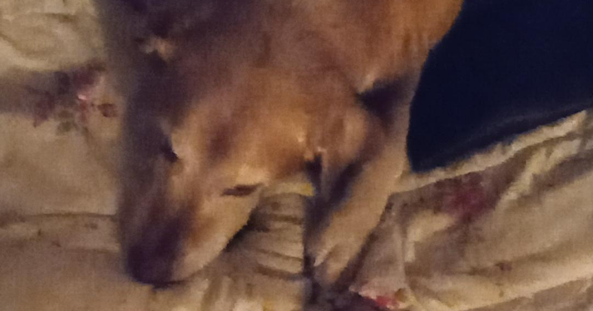 Rainier Animal Fund Success Story Mia