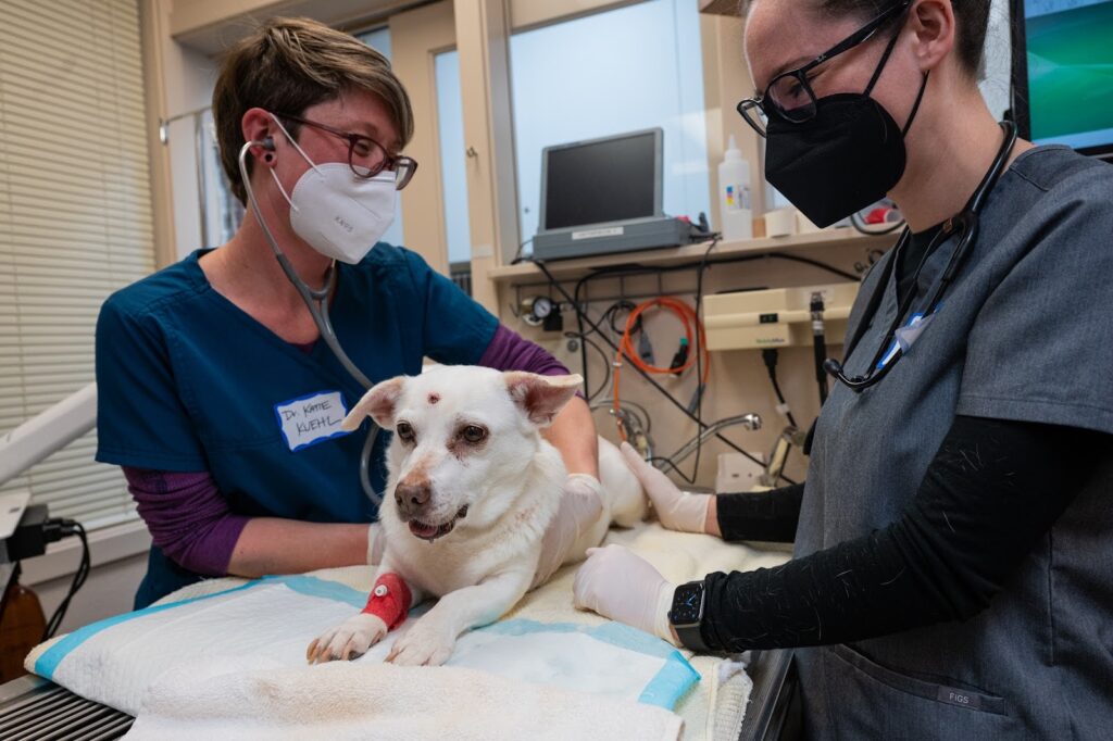Rainier Animal Fund Volunteer