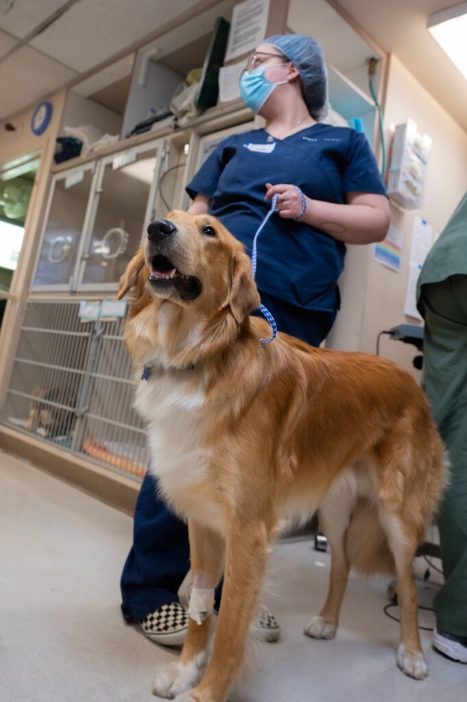 Rainier Animal Fund Volunteers