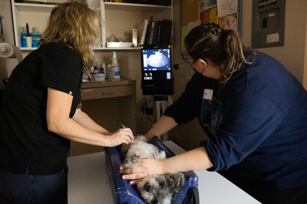 Rainier Animal Fund Volunteer