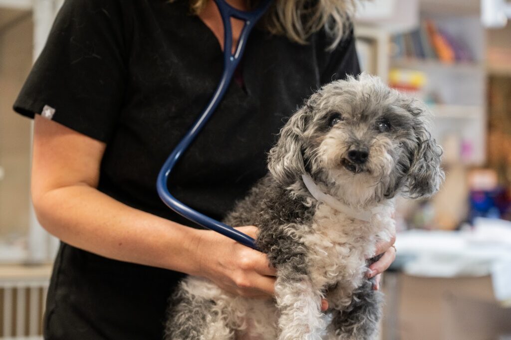 Rainier Animal Fund Volunteers
