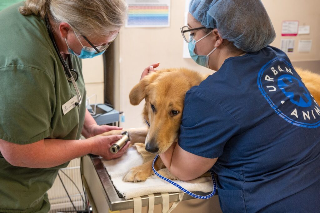 Rainier Animal Fund Volunteer