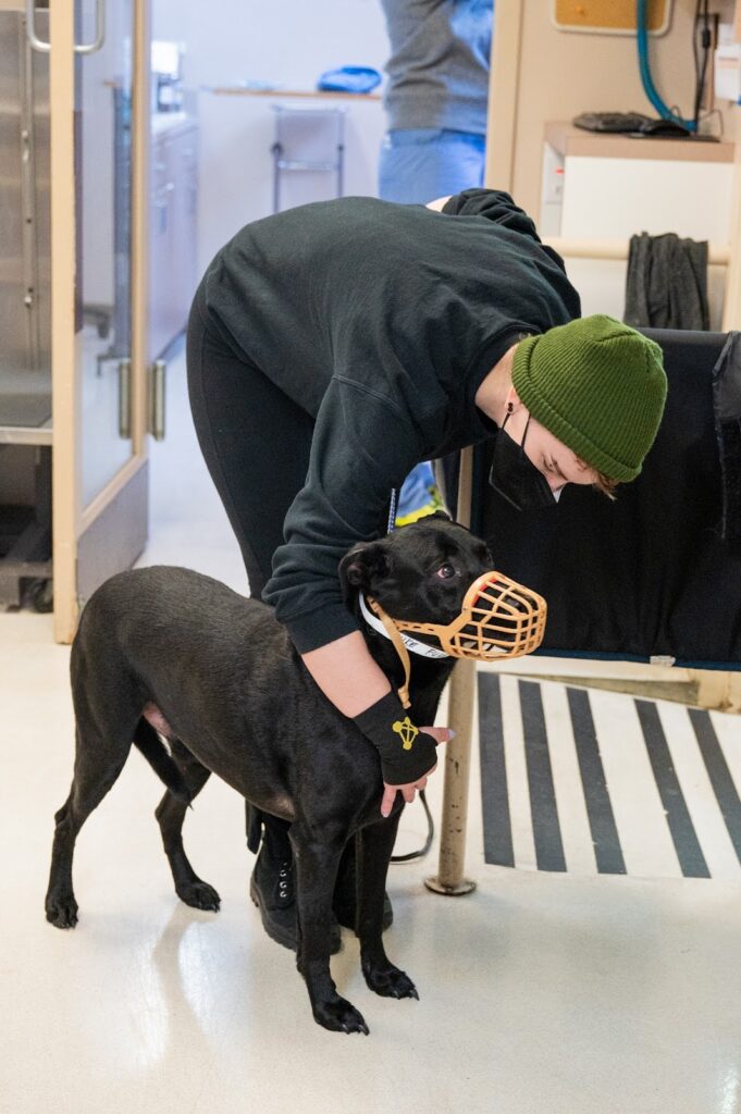 Rainier Animal Fund Volunteers