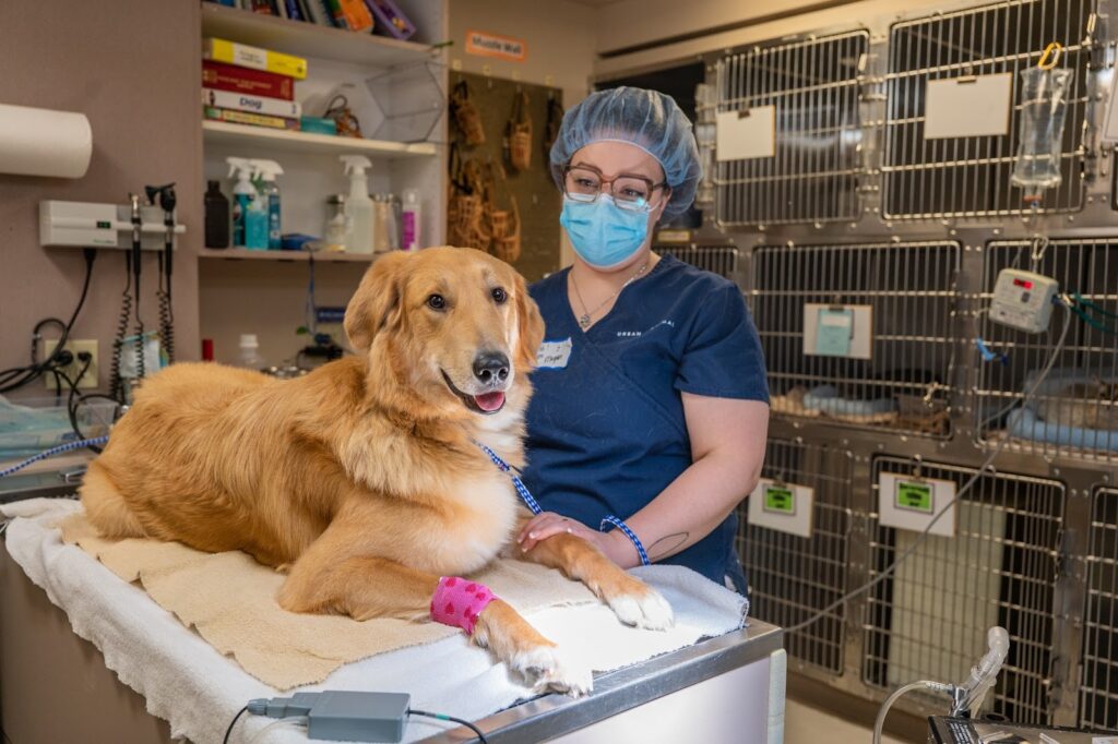 Rainier Animal Fund Volunteer