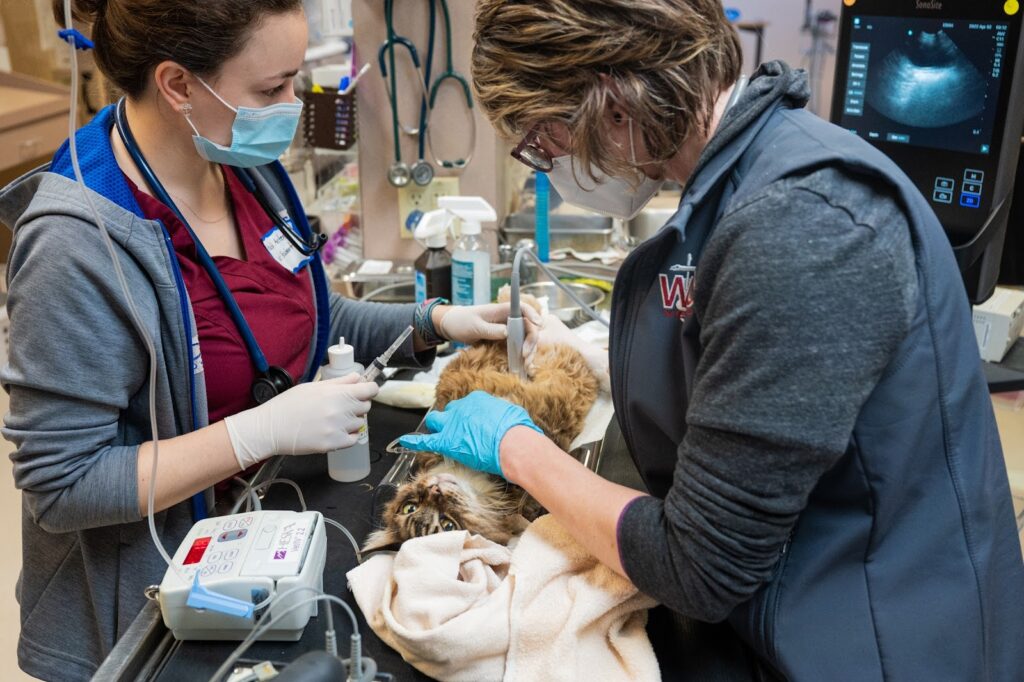 Rainier Animal Fund Volunteer