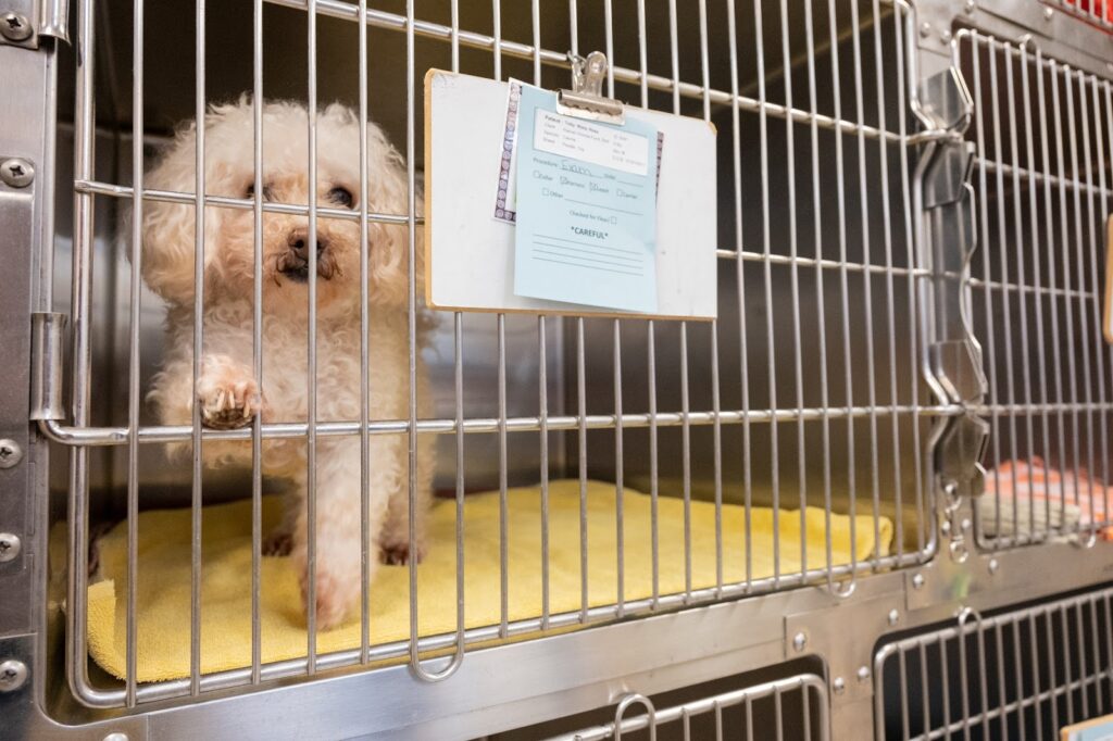 Rainier Animal Fund Volunteer