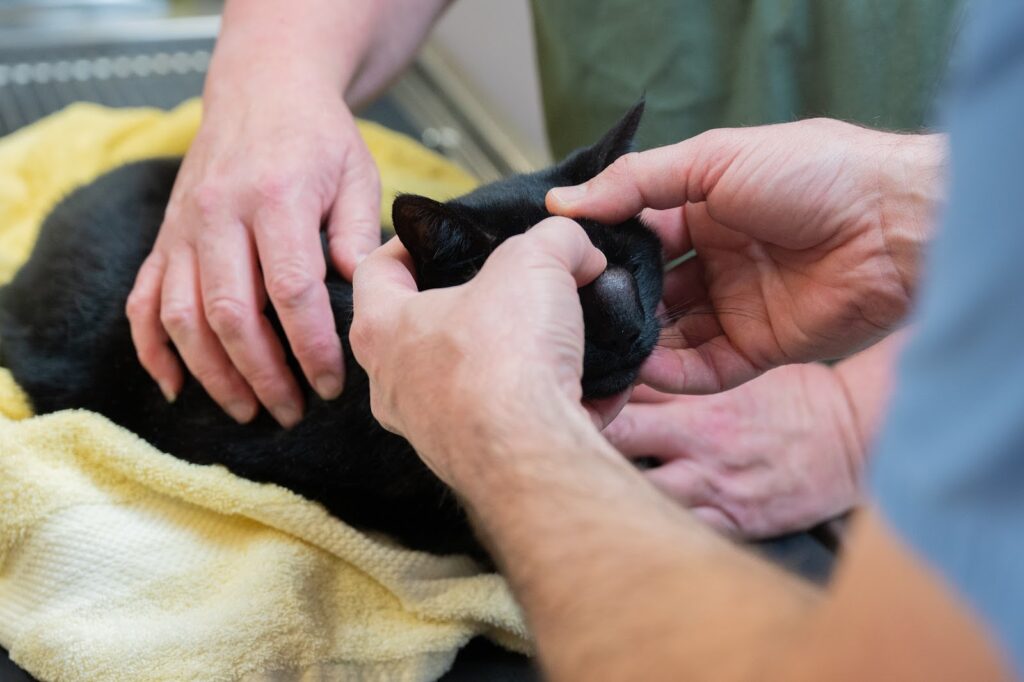 Rainier Animal Fund Volunteers