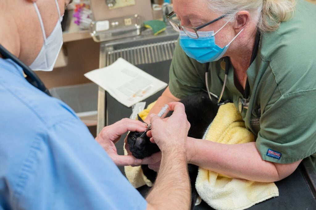 Rainier Animal Fund Volunteer