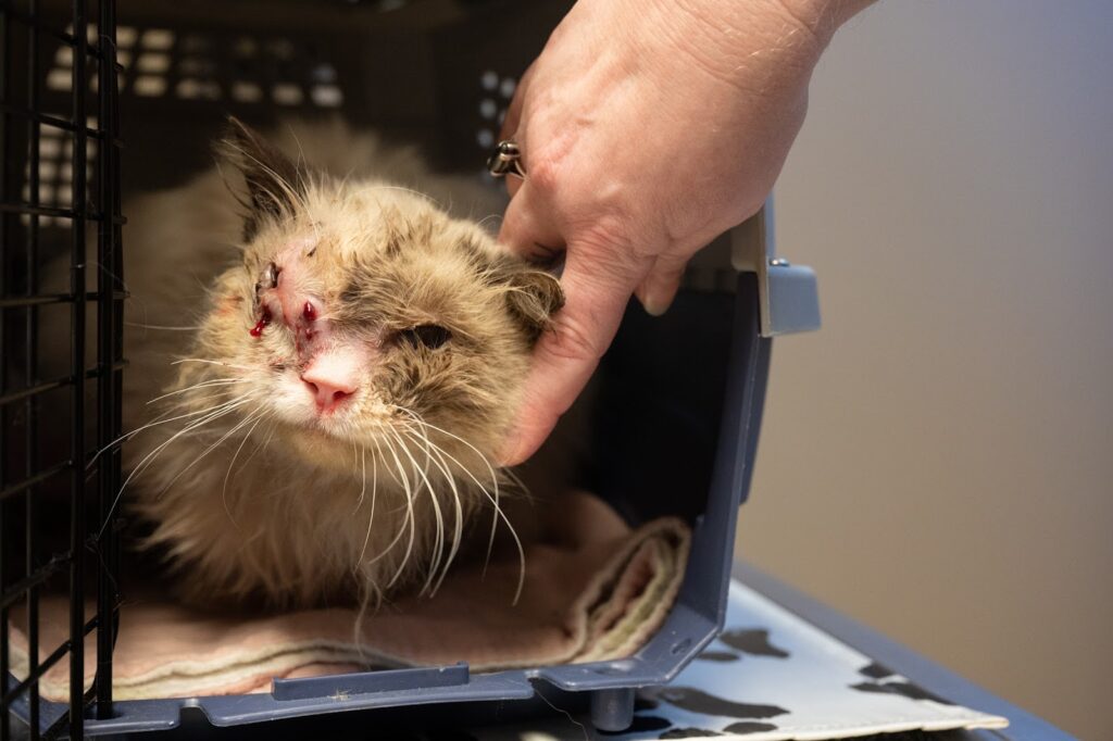 Rainier Animal Fund Volunteer