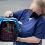 Rainier Animal Fund September Clinic